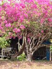 Bougainvillaea
